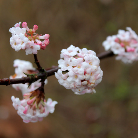 Viburnum x bodnantense 'Dawn' *