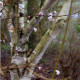 Viburnum x bodnantense 'Dawn' *