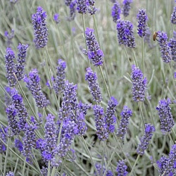 Lavandula x chaytoriae 'Richard Gray'