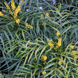 Mahonia eurybracteata 'Soft Caress' *