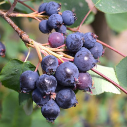 Amelanchier alnifolia 'Northline'