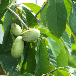 Asimina triloba *