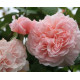 Rose de Tolbiac®