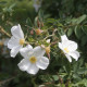 Rosa beggeriana