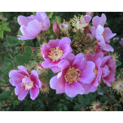 Rosa californica