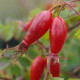 Rosa pendulina 'Bourgogne'