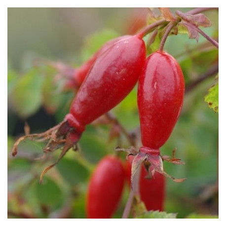 Rosa pendulina 'Bourgogne'