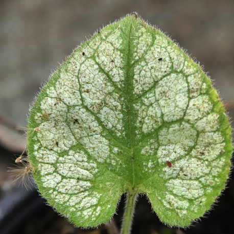 Brunnera macrophylla 'Jack Frost'