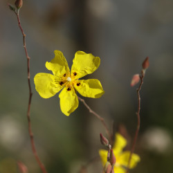 Cistus x tardiflorens