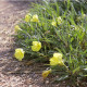 Oenothera macrocarpa subsp. fremontii 'Silver Wings'