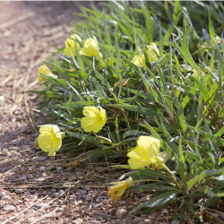 Oenothera macrocarpa subsp. fremontii 'Silver Wings'