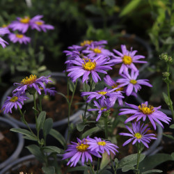 Aster amellus 'Lac de Genève'
