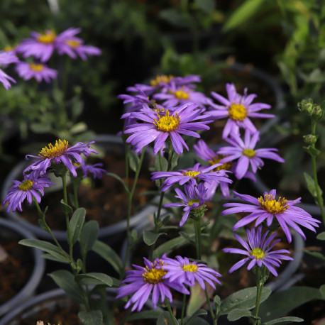 Aster amellus 'Lac de Genève'