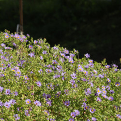 Aster oblongifolius