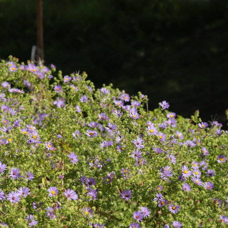 Aster oblongifolius