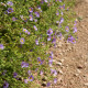 Aster oblongifolius