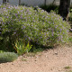 Aster oblongifolius