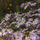 Aster pyrenaeus 'Lutetia'