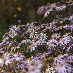 Aster pyrenaeus 'Lutetia'