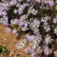 Aster pyrenaeus 'Lutetia'