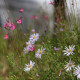 Aster pyrenaeus 'Lutetia'