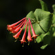 Lonicera brownii x 'Dropmore Scarlet'