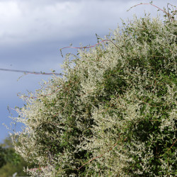 Fallopia baldshuanica
