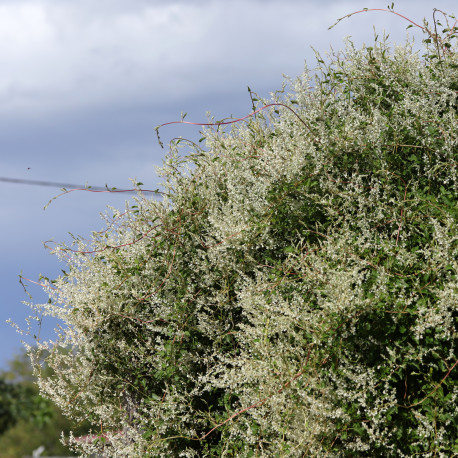 Fallopia baldshuanica