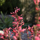 Agastache KUDOS 'Coral'