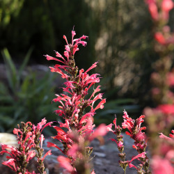 Agastache KUDOS 'Coral'