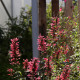Agastache KUDOS 'Coral'