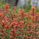 Agastache KUDOS 'Mandarin'
