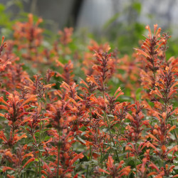 Agastache KUDOS 'Mandarin'