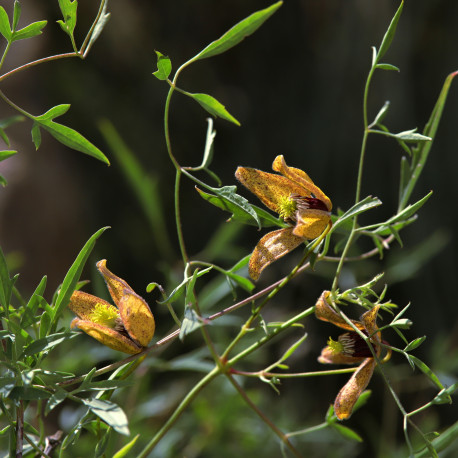Clematis ladakhiana