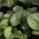 Brunnera macrophylla 'Jack Frost'
