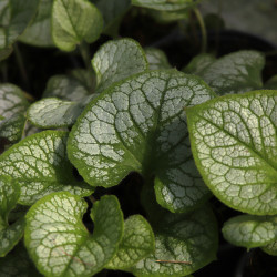 Brunnera macrophylla 'Jack Frost'