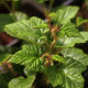 Rubus rolfei 'Emerald Carpet'