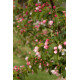 Malus 'Toupie d'Or'