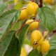 Malus 'Toupie d'Or'