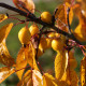 Malus 'Toupie d'Or'