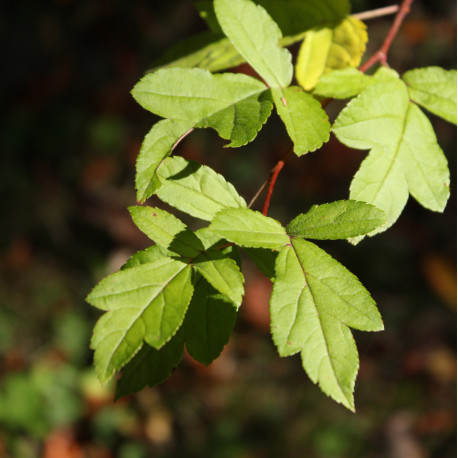Malus coronaria f. glaucescens