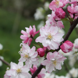 Malus 'Van Eseltine'