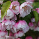 Malus 'Van Eseltine'