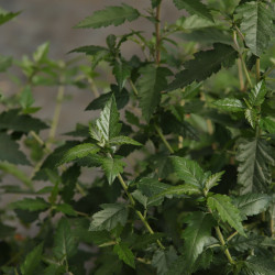 Malus doumeri