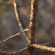 Euonymus verrucosus