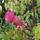Euonymus verrucosus