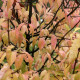 Euonymus verrucosus