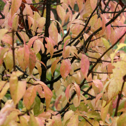 Euonymus verrucosus
