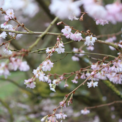 Prunus x subhirtella 'Autumnalis Rosea'
