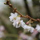 Prunus x subhirtella 'Autumnalis Rosea'